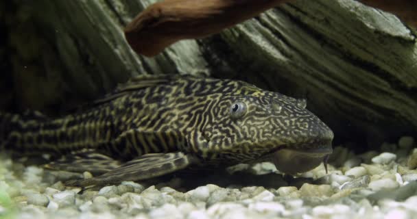 Suckermouth Catfish Hypostomus Plecostomus Freshwater Aquarium Fish Slow Motion — стокове відео