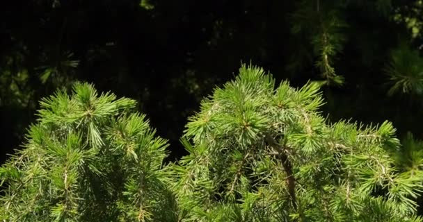 Vento Arbusto Normandia França Câmera Lenta — Vídeo de Stock