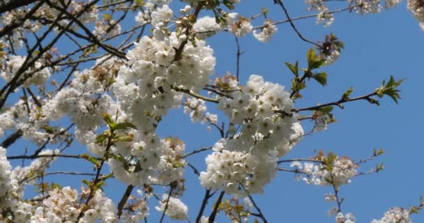 Ανθισμένη Κερασιά Στον Κήπο Της Άνοιξης — Αρχείο Βίντεο