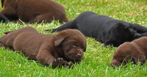 Labrador Retriever Cachorros Negros Marrones Césped Durmiendo Normandía Cámara Lenta — Vídeo de stock