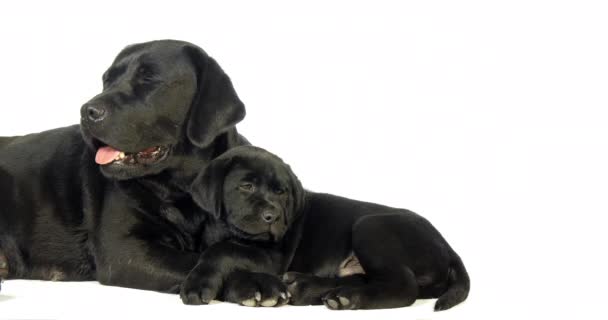 Labrador noir Récupérateur, chienne et chiot sur fond blanc, Normandie, ralenti 4K 