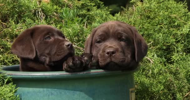 Brown Labrador Retriever Cuccioli Che Giocano Vaso Fiori Normandia Lento — Video Stock