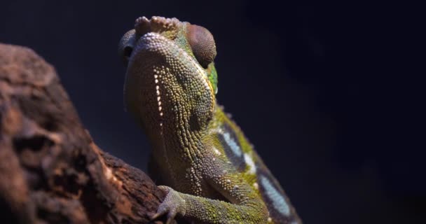 Vuxna Panther Chameleon Står Filial Madagaskar — Stockvideo