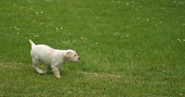 黄色のラブラドール取得 芝生の上で実行している子犬 フランスのノルマンディー スローモーション4K — ストック動画