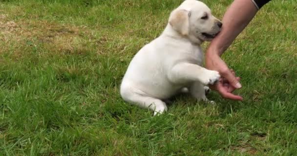 黄色のラブラドール取得 子犬は 芝生の上で彼の愛人と遊ぶ フランスのノルマンディー スローモーション4K — ストック動画