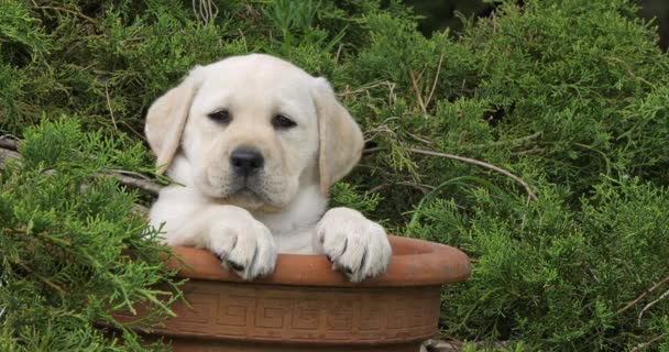 Amarillo Labrador Retriever Cachorro Jugando Una Maceta Normandía Cámara Lenta — Vídeos de Stock