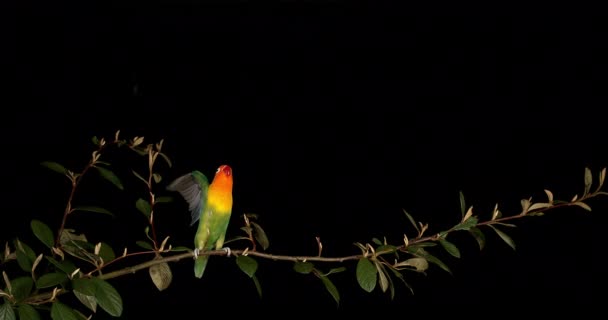Fischer Lovebird Agapornis Fischeri Adult Branch Üzerinde Duruyor Havalanıyor Yavaş — Stok video