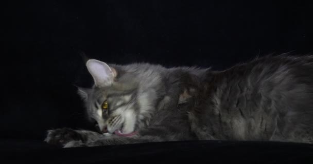 Blue Blotched Tabby Maine Coon Domestic Cat Female Laying Black — стокове відео