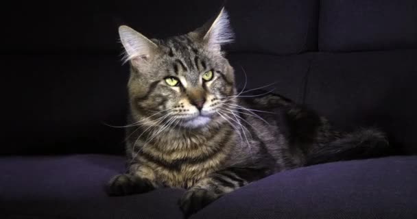 Brown Blotched Tabby Maine Coon Domestic Cat Hombre Acostado Contra — Vídeos de Stock