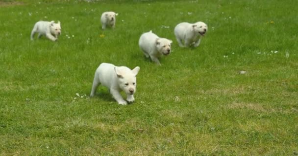 Żółty Labrador Retriever Grupa Szczeniąt Biegających Trawniku Normandia Francji Slow — Wideo stockowe