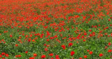 Gelincik tarlası, papaver rhoeas, çiçek, rüzgar, Fransa 'da Normandiya, yavaş çekim 4k