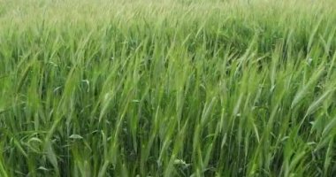 Sakallı Buğday Tarlası, triticum sp., Fransa 'da Normandiya, Yavaş çekim 4k