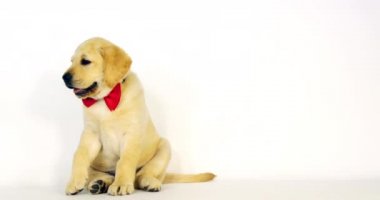 Sarı Labrador Retriever, Yavru Köpek Beyaz Arkaplanda Fiyonk Kravat Takıyor, Esniyor, Normandiya, Yavaş Hareket 4k
