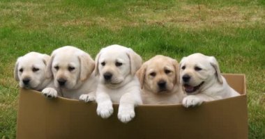 Sarı Labrador Retriever, Karton Kutuda Oynayan Yavrular, Fransa 'da Normandiya, Yavaş Hareket 4k