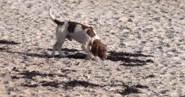 Sahilde Köpek Yürüyüşü, Jersey, Ağır çekim 4k