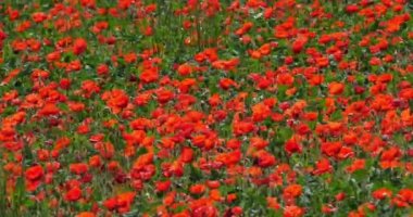 Gelincik tarlası, papaver rhoeas, çiçek, rüzgar, Fransa 'da Normandiya, yavaş çekim 4k
