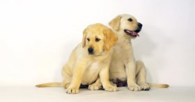 Sarı Labrador Retriever, Beyaz Arkaplanda Yavrular, Normandiya, Yavaş Hareket 4k
