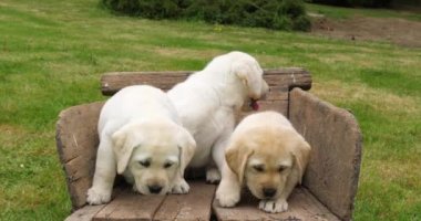Labrador Retriever, Yellow Puppies in a Wheelbarrow, Normandy in France, Slow Motion 4k