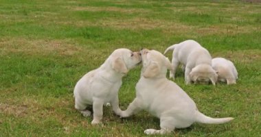 Sarı Labrador Retriever, Çimlerde Oynayan Yavru Yavrular Grubu, Fransa 'da Normandiya, Yavaş Hareket 4k
