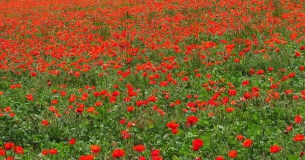 Poppies Mező Papaver Rhoeas Virágzó Szél Normandia Franciaországban Lassított Felvétel — Stock videók