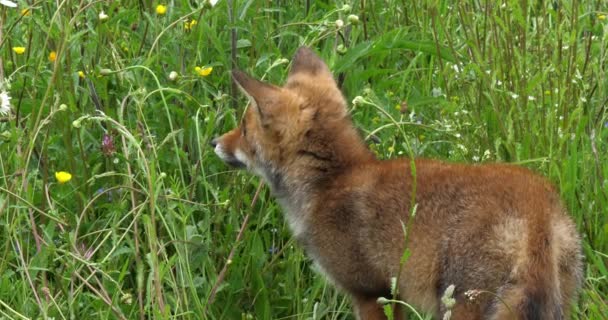 Red Fox Vulpes Vulpes Pup Walking Meadow Yellow Flowers Normandy — Stok video