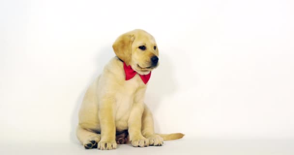 Yellow Labrador Retriever Filhote Cachorro Vestindo Laço Fundo Branco Normandia — Vídeo de Stock
