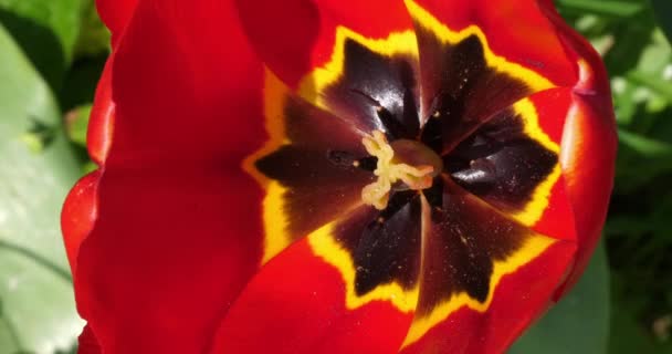 Tulipanes Rojos Jardín Normandía Francia Cámara Lenta — Vídeos de Stock