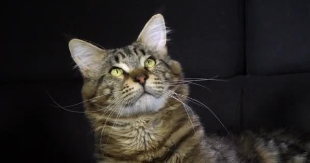 Braune Gestromte Maine Coon Hauskatze Porträt Des Männchens Vor Schwarzem — Stockvideo