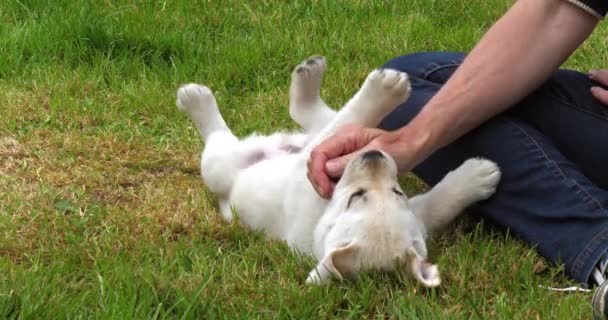 黄色のラブラドール取得 子犬は 芝生の上で彼の愛人と遊ぶ フランスのノルマンディー スローモーション4K — ストック動画