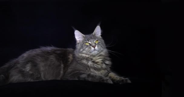 Blue Blotched Tabby Maine Coon Domestic Cat Женщина Лежащая Черном — стоковое видео