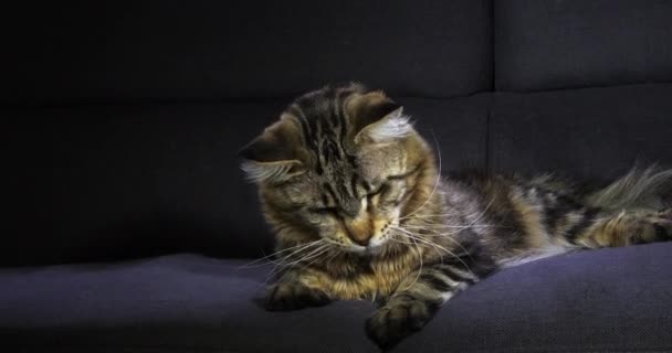 Brown Blotched Tabby Maine Coon Gato Doméstico Hombre Acostado Contra — Vídeo de stock