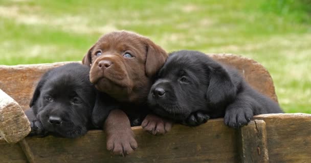 Cachorros Labrador Retriever Marrones Negros Una Carretilla Normandía Francia Slow — Vídeo de stock