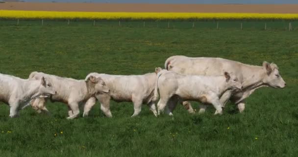 Charolais Крупный Рогатый Скот Французская Порода Стадо Идет Через Луг — стоковое видео