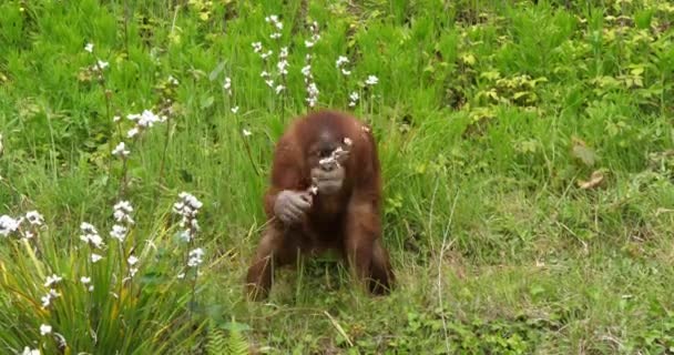 Orang Utan, pongo pygmaeus, Jeune dans la végétation, ralenti 4K 