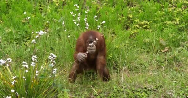 Orang Utan Pongo Pygmaeus Joven Vegetación Cámara Lenta — Vídeo de stock