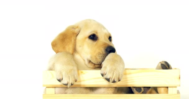 Yellow Labrador Retriever Puppy Παίζοντας Ένα Κουτί Λευκό Φόντο Νορμανδία — Αρχείο Βίντεο