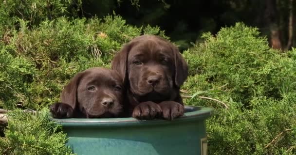 Bruine Labrador Retriever Puppy Spelen Een Bloempot Normandië Slow Motion — Stockvideo