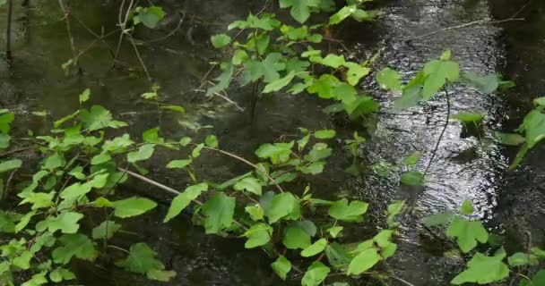 Skradins Şelalesi Skradinski Buk Krka Doğal Parkı Hırvatistan Damaltia Kentinde — Stok video