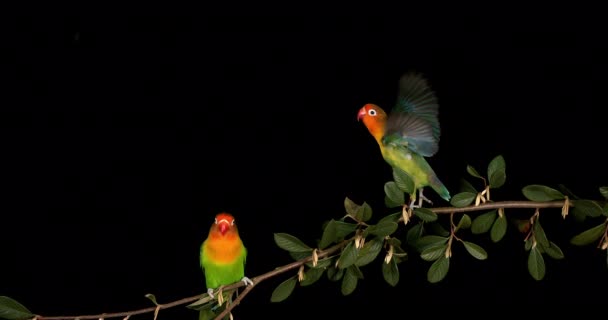 Fischer Lovebird Agapornis Fischeri Pair Stojící Branch Vzlétající Letu Zpomalený — Stock video