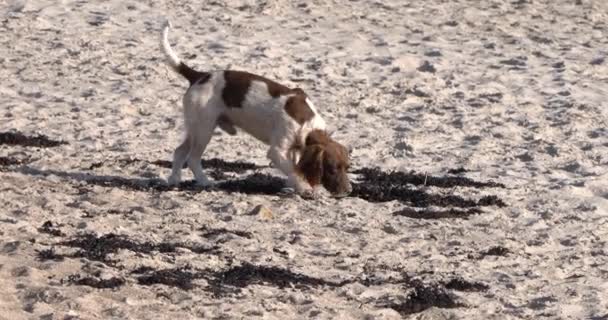 Dog Walking Sulla Spiaggia Jersey Slow Motion — Video Stock