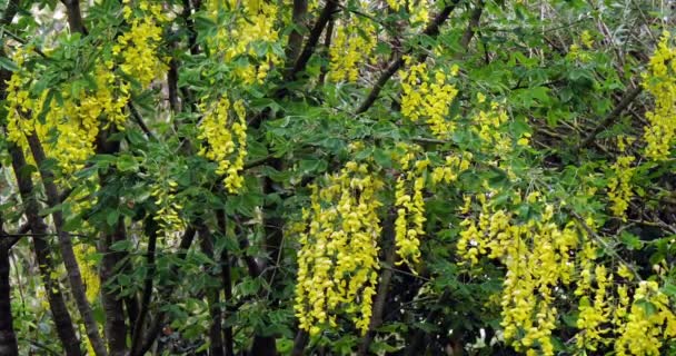 Gouden Kettingboom Laburnum Vulgare Bloei Voorjaar Normandië Frankrijk Slow Motion — Stockvideo