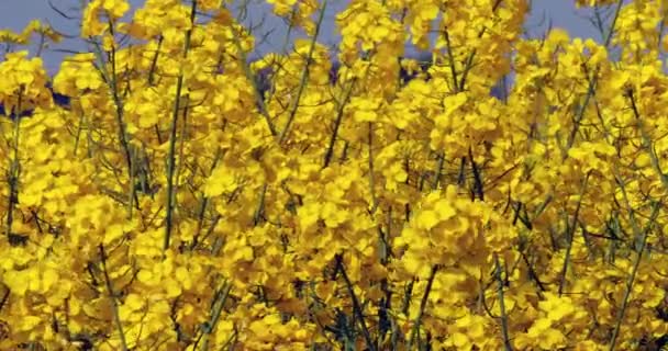 Wind Rape Field Brassica Napus Normandy Slow Motion — стокове відео