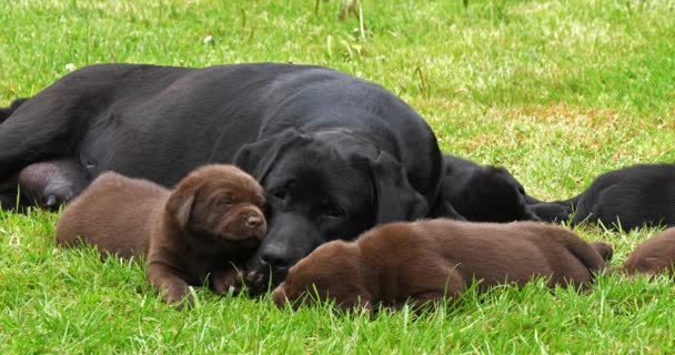 Siyah Labrador Kaltağı Kahverengi Yavrular Çimlerde Uyuyor Normandiya Yavaş Hareket — Stok video