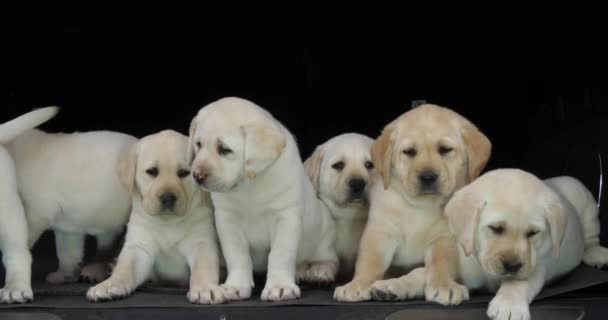 Amarillo Labrador Retriever Cachorros Maletero Coche Normandía Francia Cámara Lenta — Vídeos de Stock