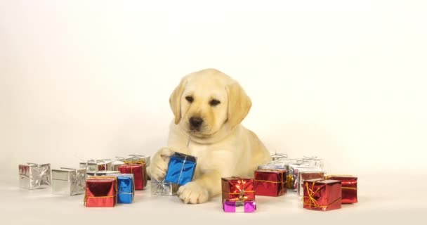 Amarelo Labrador Retriever Filhote Cachorro Presentes Fundo Branco Normandia Câmera — Vídeo de Stock