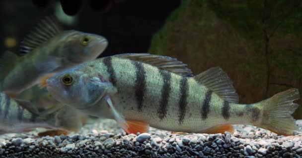 Европейский Окунь Perca Fluviatilis Water Fish Slow Motion — стоковое видео