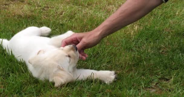 Yellow Labrador Retriever Puppy Παίζοντας Την Ερωμένη Του Στο Γκαζόν — Αρχείο Βίντεο