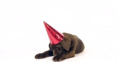 Kahverengi Labrador Retriever, Yavru Köpek Beyaz Arkaplanda Sivri uçlu Şapka Giyiyor, Normandiya, Yavaş Hareket 4k