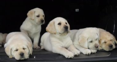 Sarı Labrador Retriever, Bir Arabanın Bagajında Uyuyan Yavrular, Fransa 'da Normandiya, Yavaş Hareket 4k