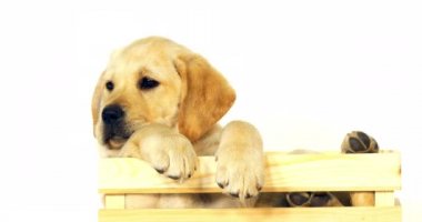 Sarı Labrador Retriever, Yavru Köpek Beyaz Arkaplanda Bir Kutuda Oynuyor, Normandiya, Yavaş Film 4k
